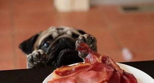 宠物为什么会容易丢失呢,宠物掉毛是什么原因