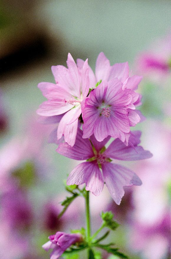 8月8日对应的花语,9月29日的生日花语是什么