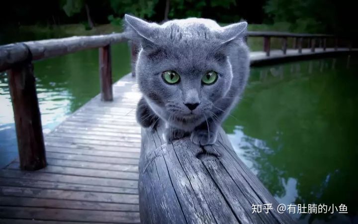 蓝猫的品种科普,俄罗斯蓝猫和其他蓝猫区别