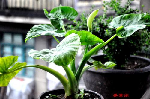 滴水观音的叶片边缘发黄怎么回事,滴水观音叶片发黄干用什么药