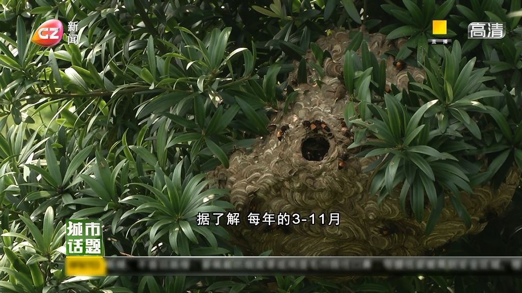 马蜂巢怎么处理,马蜂热门话题