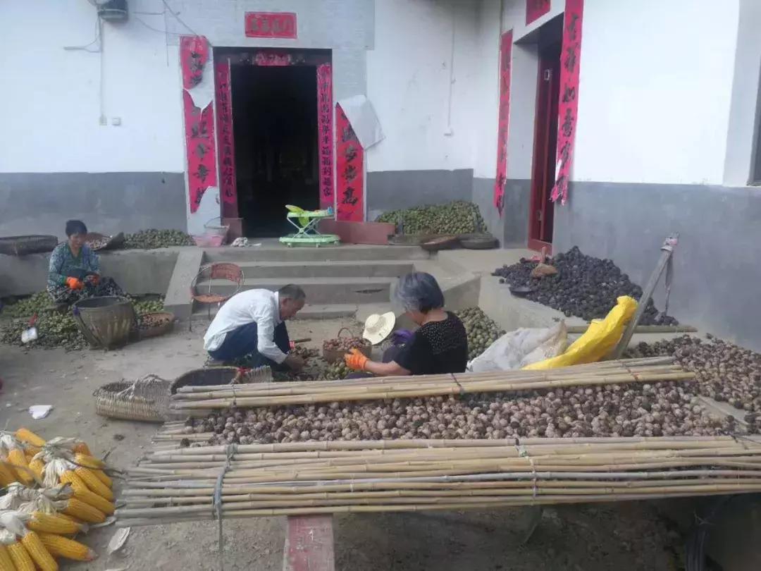 青皮核桃小时候的味道,青皮核桃是哪里特产