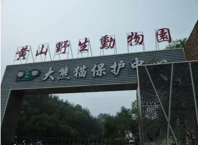 黄山市旅游专线,黄山市坐什么车到黄山风景区