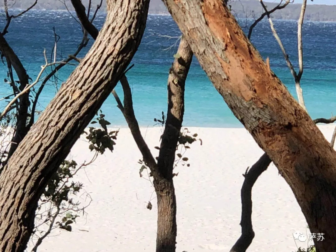 澳大利亚移民的血泪史,5000年前中国移民澳大利亚