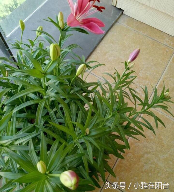 秋天种盆它,比吊兰还好养,开花一丛丛,花香满屋