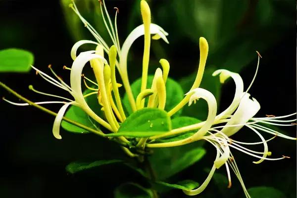 什么野菜养生最好吃,野菜纯天然有营养你知道怎么吃吗