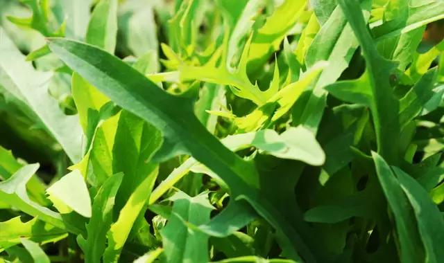 什么野菜养生最好吃,野菜纯天然有营养你知道怎么吃吗