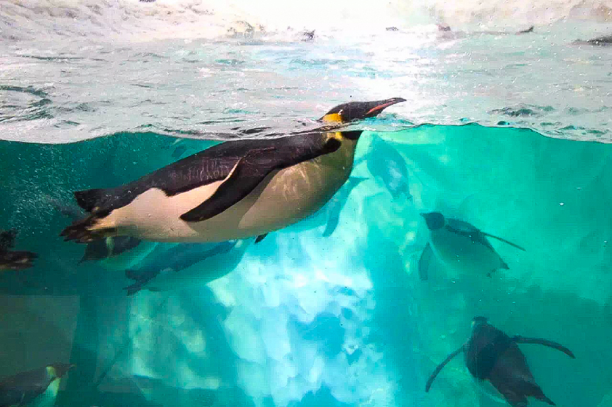 珠海长隆海洋王国亲子游攻略最新,长隆海洋世界亲子游攻略企鹅