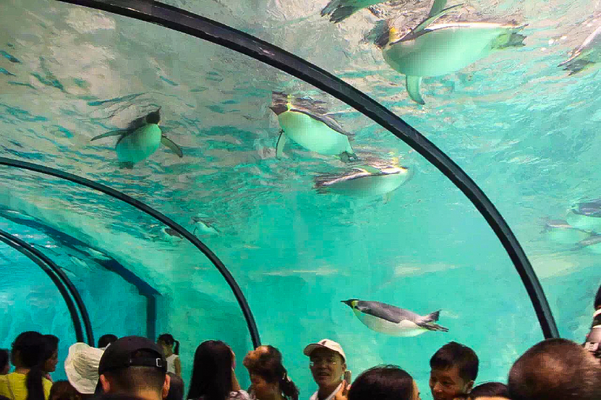 珠海长隆海洋王国亲子游攻略最新,长隆海洋世界亲子游攻略企鹅