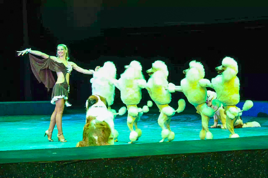 一天游珠海长隆海洋王国亲子攻略,珠海长隆海洋王国亲子游北极熊