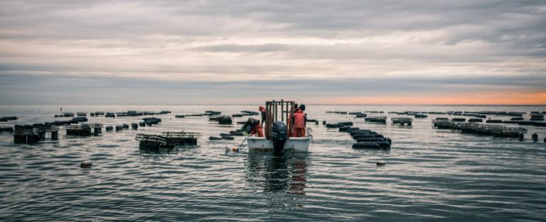 海边贝类种类,各种贝类的名称