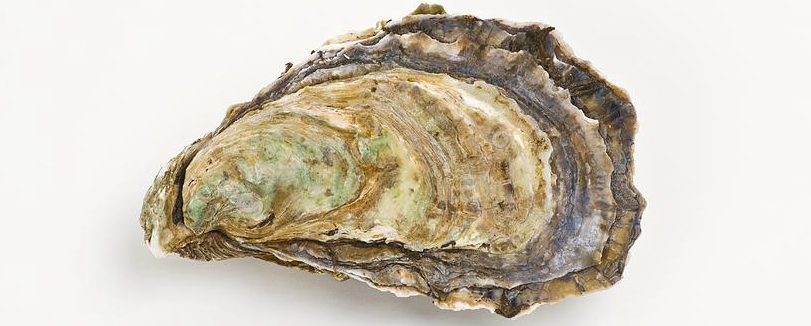 海边贝类种类,各种贝类的名称