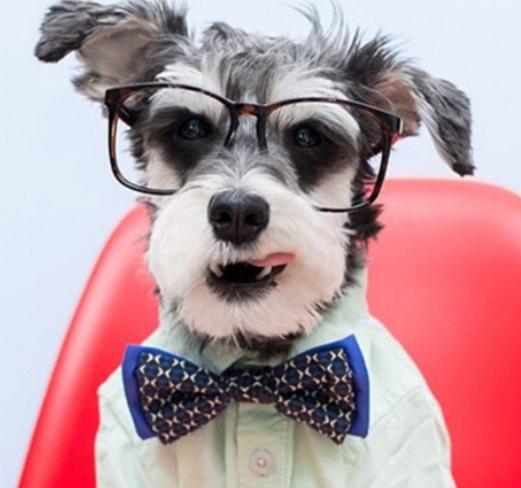 如何饲养好一只雪纳瑞,金毛跟雪纳瑞一起饲养会怎么样子