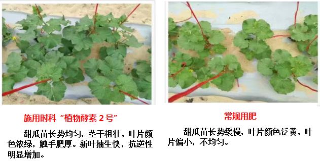 植物酵素研究现状,植物酵素真实反馈