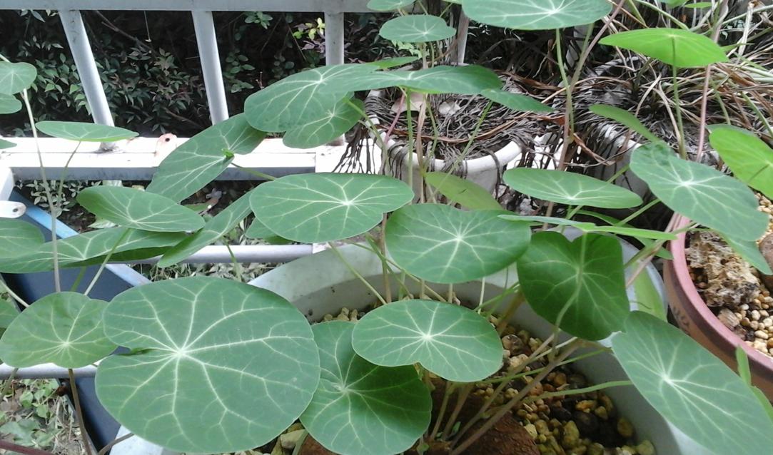 山乌龟种家里可以吸甲醛,山乌龟绿植可以室内养殖吗