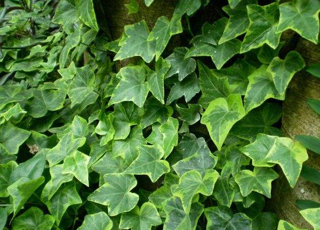 阴部瘙痒、阴道炎，首选常春藤（单方独用）