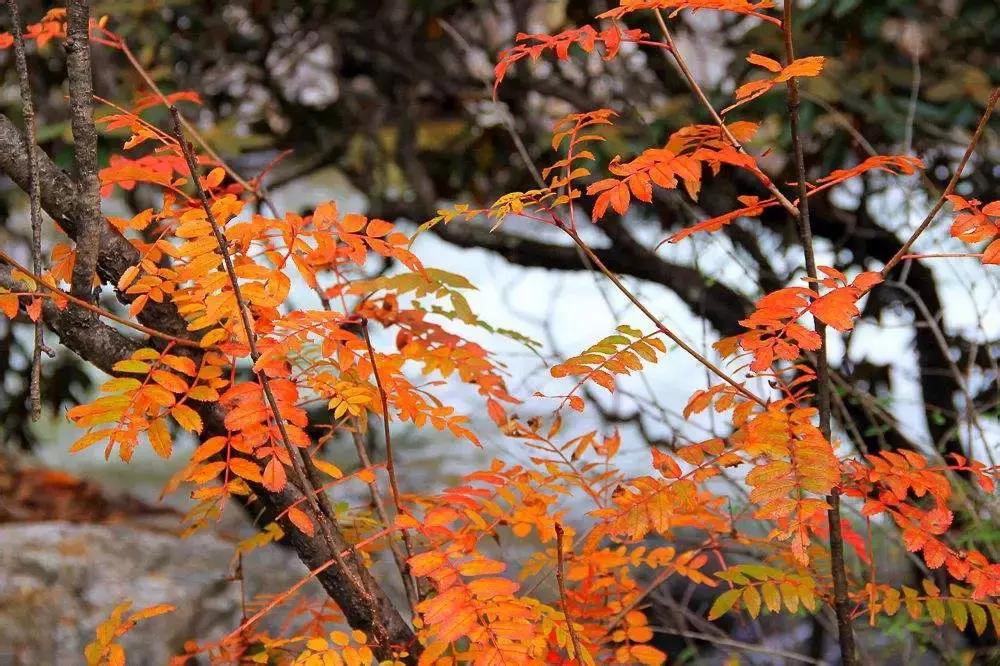 四川秋景第一名,四川欣赏秋景好去处