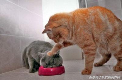 娆у啝鍒嗙粍璇炵敓瓒呯骇姝讳骸涔嬬粍,娆у啝姝讳骸鍒嗙粍