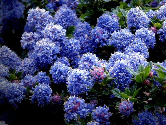 好种植的藤本植物,45种植物图片