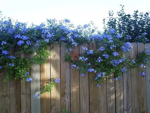 好种植的藤本植物,45种植物图片