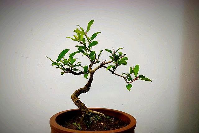 把石榴埋土里培育,石榴盆栽放在家里的正确方法