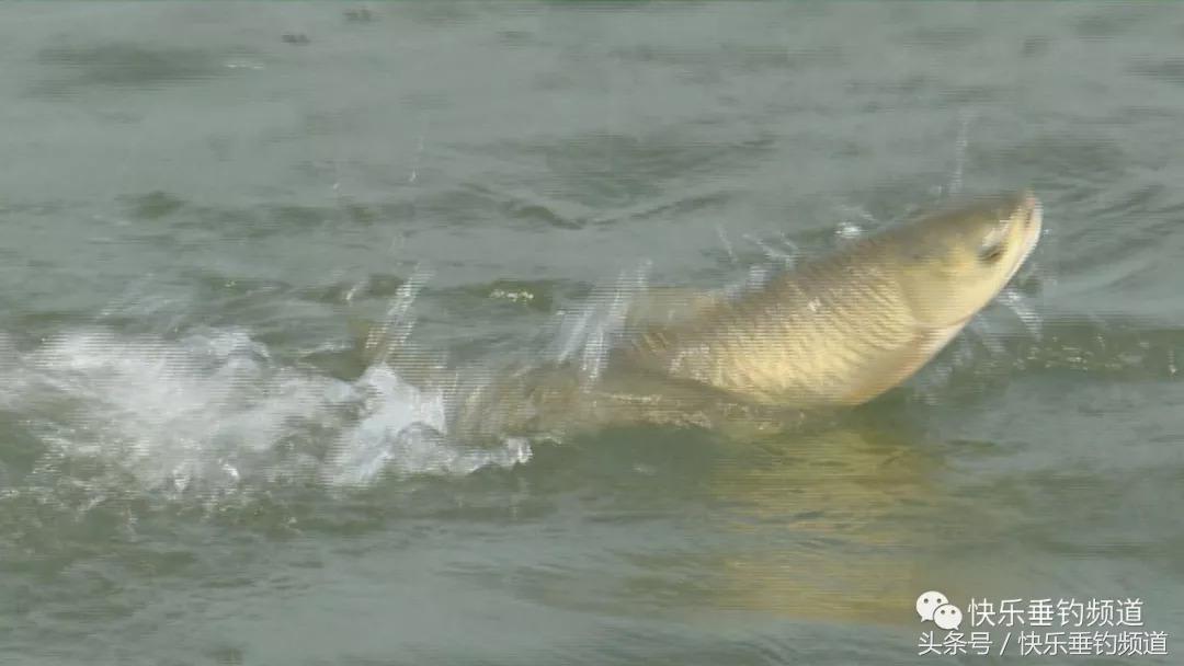 草鱼用什么鱼饵最好钓秋季,秋季黑坑钓草鱼怎么选位置