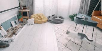 吸猫热潮来袭,养猫被忽悠的那些事