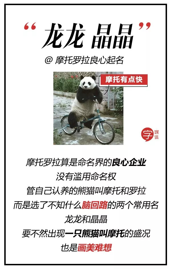 每一只可爱滚滚的背后,都有一群起名字不靠谱的人!