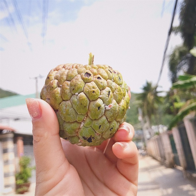 越南由南到北旅游方式,5000元越南8天7晚旅行全攻略