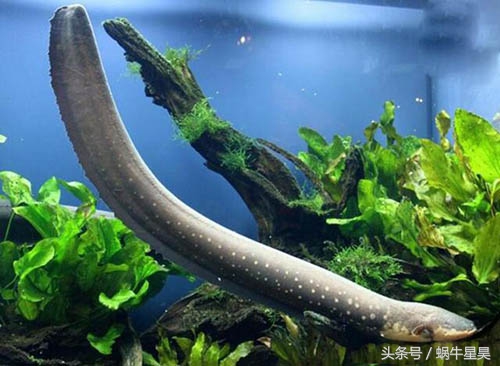 电鳗是正常的地球生物吗,电鳗是有放电能力的淡水鱼