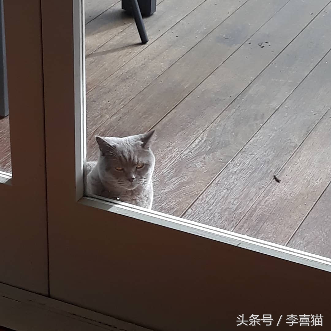 带猫咪出门循序渐进,带猫咪出门攻略