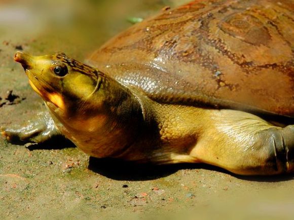 科普龟类知识视频展示,所有龟鳖类动物