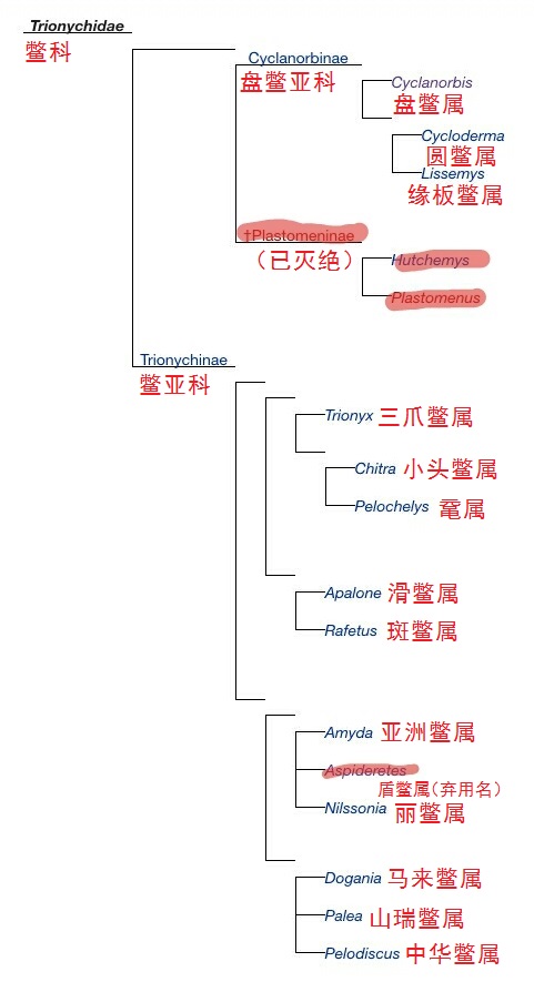 科普龟类知识视频展示,所有龟鳖类动物