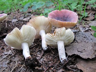 青海毒蘑菇图鉴,常见毒蘑菇图鉴福建