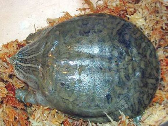 科普龟类知识视频展示,所有龟鳖类动物