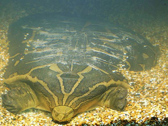 龟鳖目动物大全及图片,所有龟鳖类动物