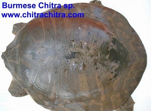 科普龟类知识视频展示,所有龟鳖类动物