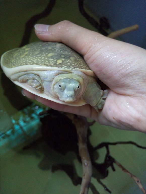 龟鳖目动物大全及图片,所有龟鳖类动物