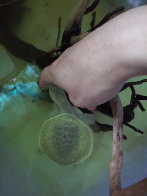 龟鳖目动物大全及图片,所有龟鳖类动物