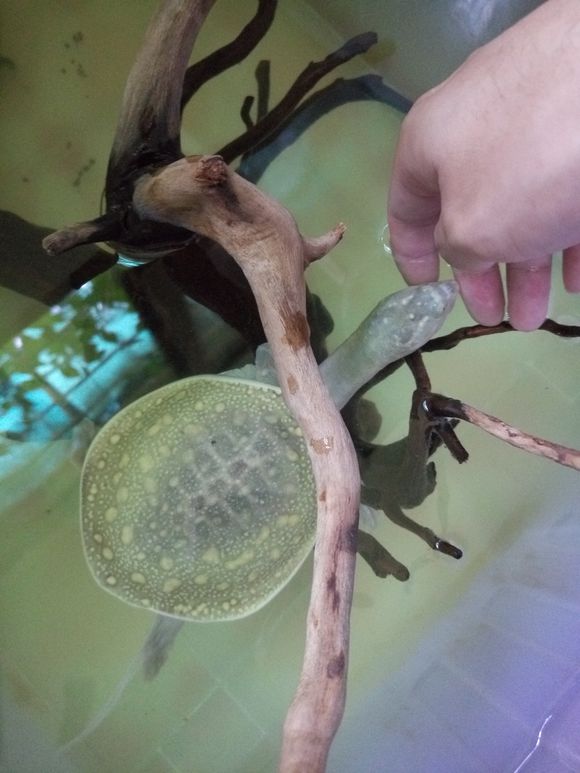 龟鳖目动物大全及图片,所有龟鳖类动物