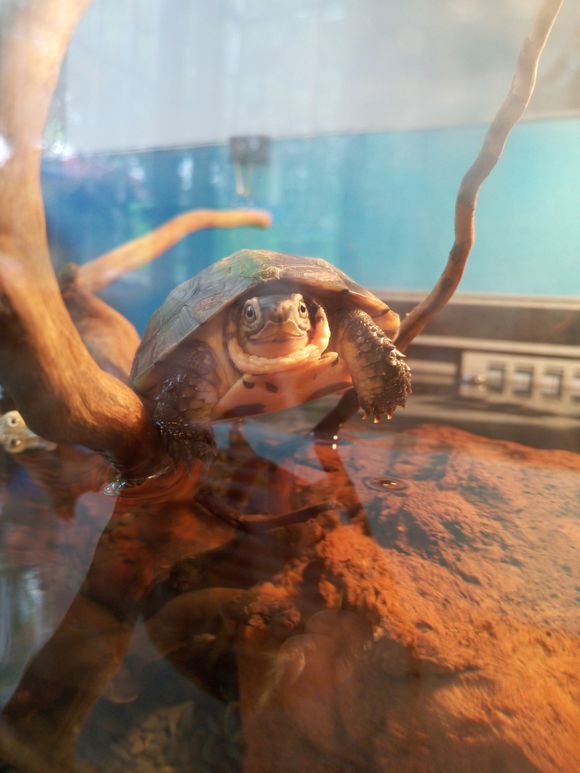 龟鳖目动物大全及图片,所有龟鳖类动物