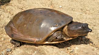 科普龟类知识视频展示,所有龟鳖类动物