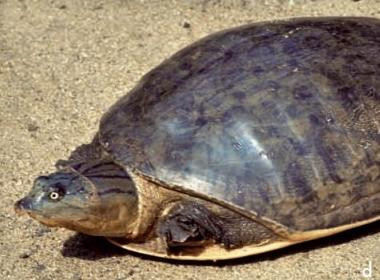 科普龟类知识视频展示,所有龟鳖类动物