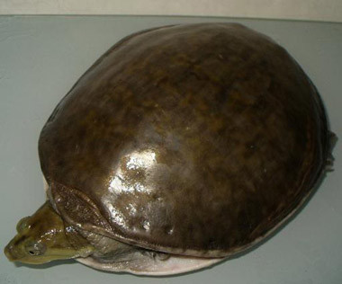 科普龟类知识视频展示,所有龟鳖类动物