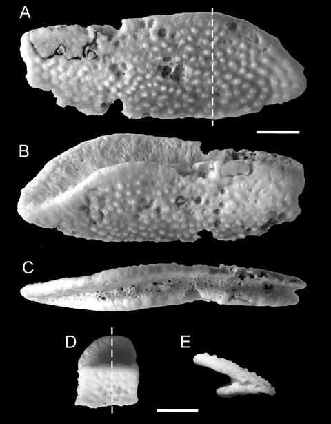 龟鳖目动物大全及图片,所有龟鳖类动物