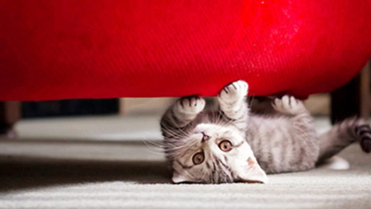 猫主子养猫需要注意的事项,猫主子特别瘦怎么办