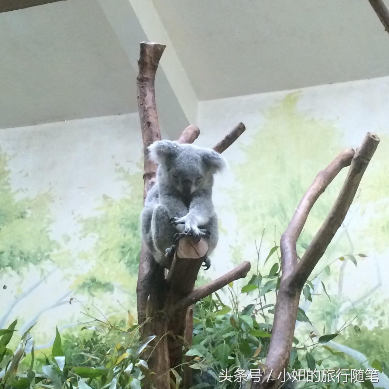 国内哪个动物园有考拉,广州长隆野生动物园考拉馆介绍