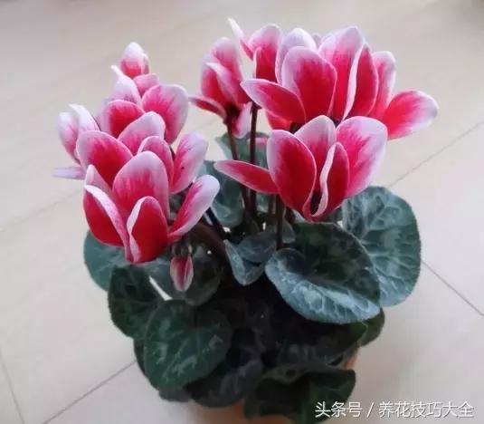 聚财旺家保平安,家里放什么聚财聚运气