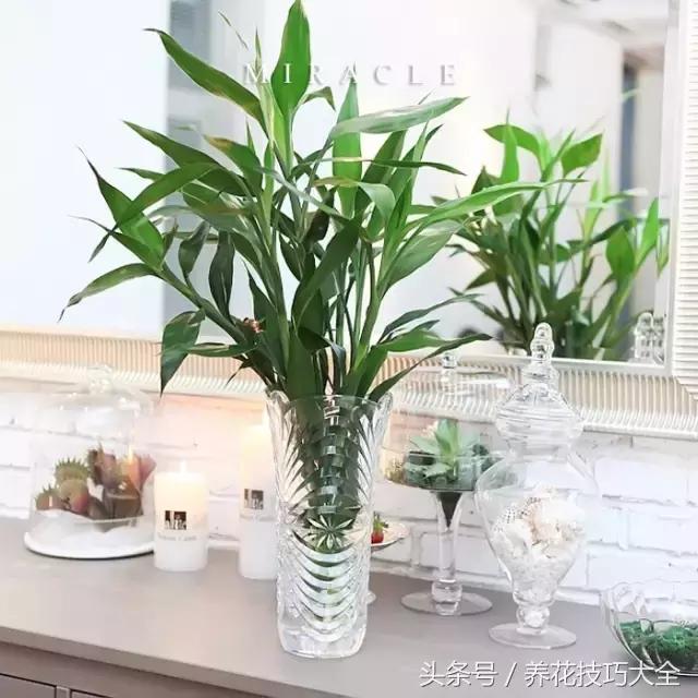 聚财旺家保平安,家里放什么聚财聚运气