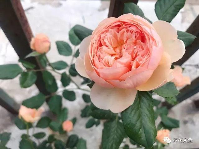 用塑料瓶自己做自动浇水种菜神器,空瓶子改造浇水器的小妙招